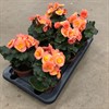 BEGONIA 13 CM RUNES APRIKOS